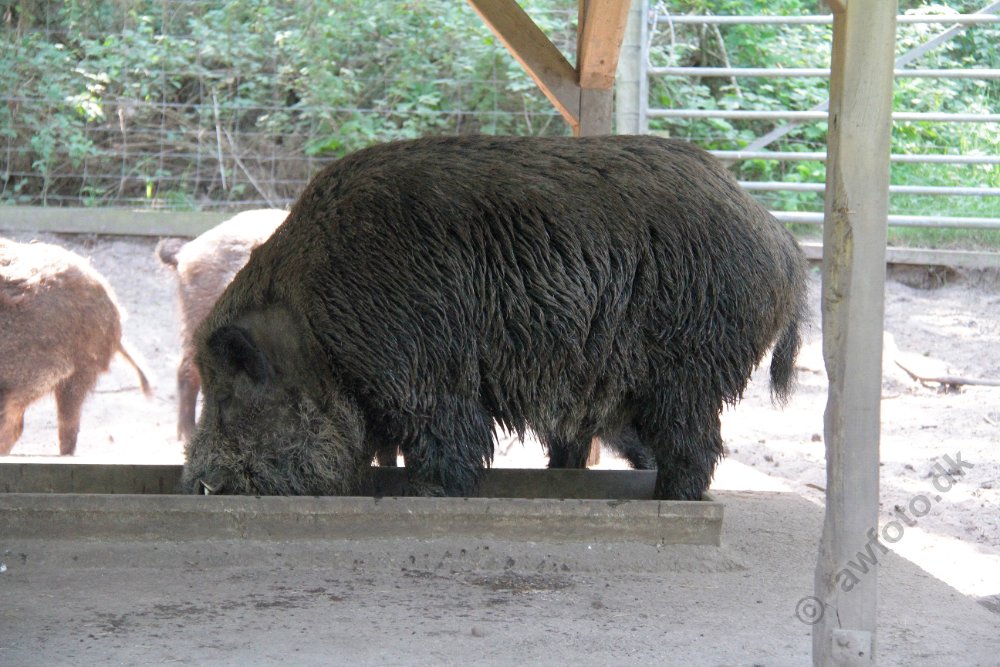 IMG_1177.JPG - Skandinavisk dyrepark