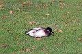 IMG_0620