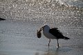 IMG_8558