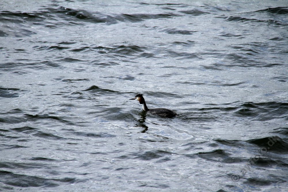 IMG_7154.JPG