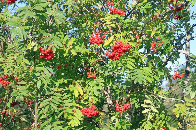 IMG_3831.JPG